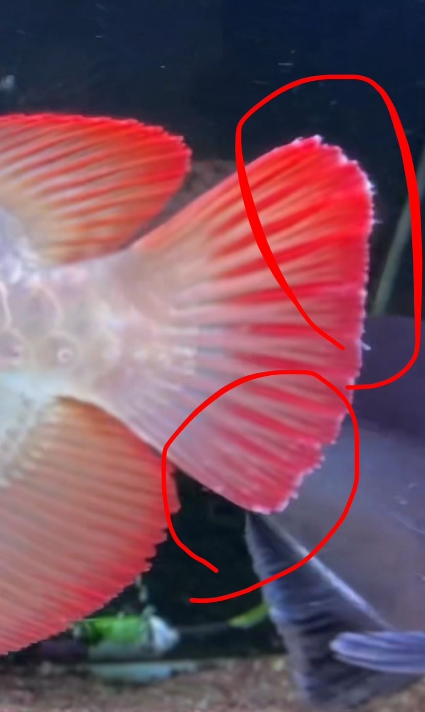 請問龍魚尾鰭有白點與絲狀物，該如何處理？由什麼造成的？