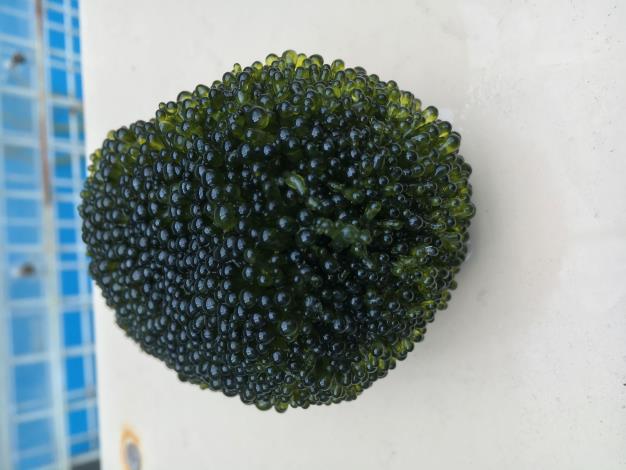 圖一 不同培養方式法囊藻呈現的外觀型態(右圖).JPG