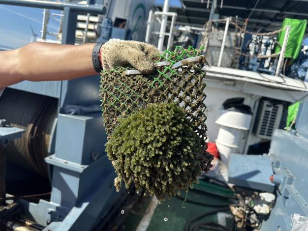 圖2、海洋人工表層藻場設施養殖成功之長莖葡萄蕨藻(Caulerpa lentillifera，俗稱 海葡萄)