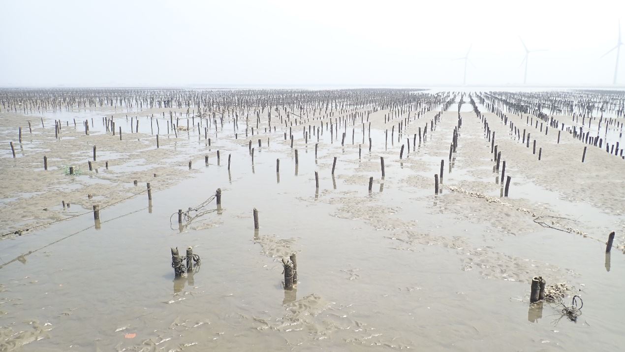 彰化王功地區潮間帶傳統牡蠣養殖場域遭泥沙掩埋情形