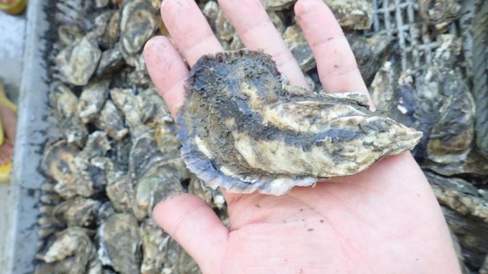 107年春季期間在彰化王功外海養殖的牡蠣左殼明顯成長