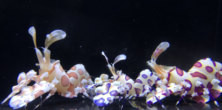 花色繽紛的油彩蠟膜蝦是水族缸中最吸睛的焦點