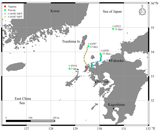 在長崎北部海域放流的四尾鬼頭刀之衛星標彈脫時間、地點與其移動路徑