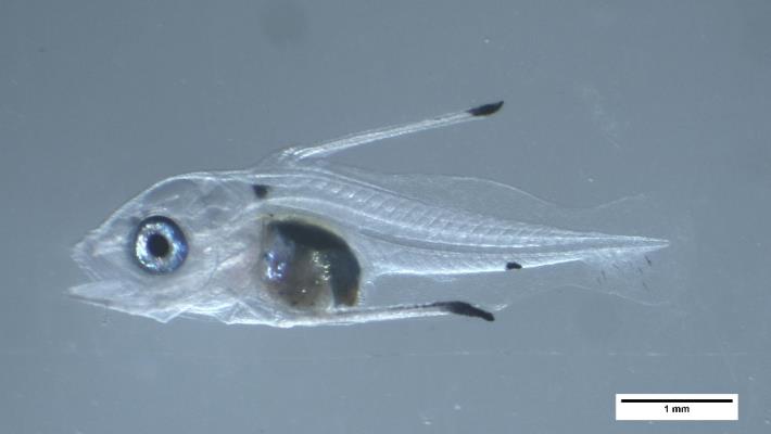 圖 2. 背鰭及腹鰭硬棘延長的仔魚