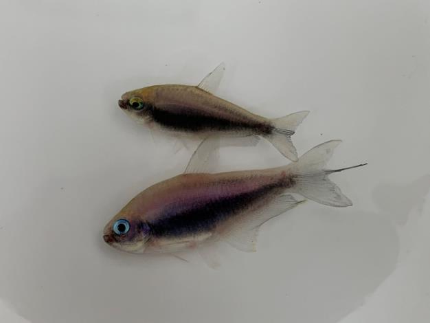 成熟的黑帝王燈種魚 (上雌下雄)
