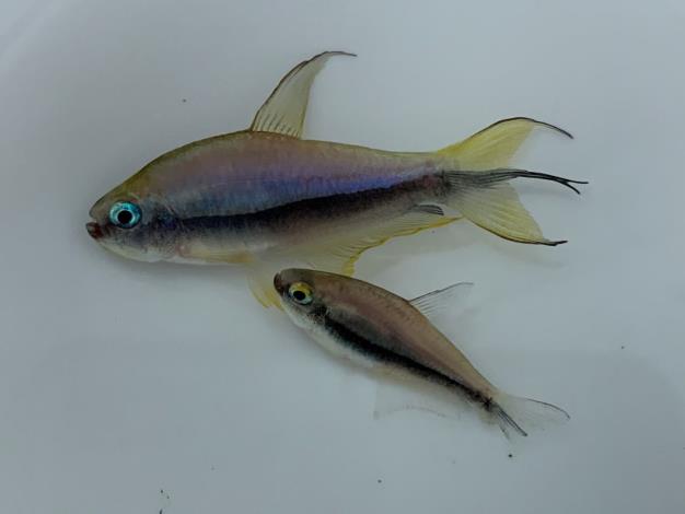 成熟的帝王燈種魚 (上雄下雌)