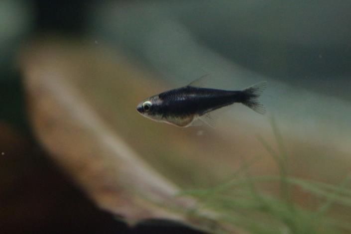 孵化第60天的黑帝王燈稚魚，體表至尾鰭已明顯佈滿黑色素