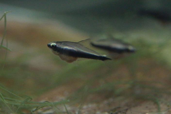 孵化第60天的帝王燈稚魚，此時體長約為1.5公分