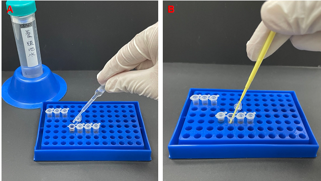 圖1、(A)養殖池水鏈球菌濃度快速檢測；(B)養殖魚腹腔鏈球菌快速檢測