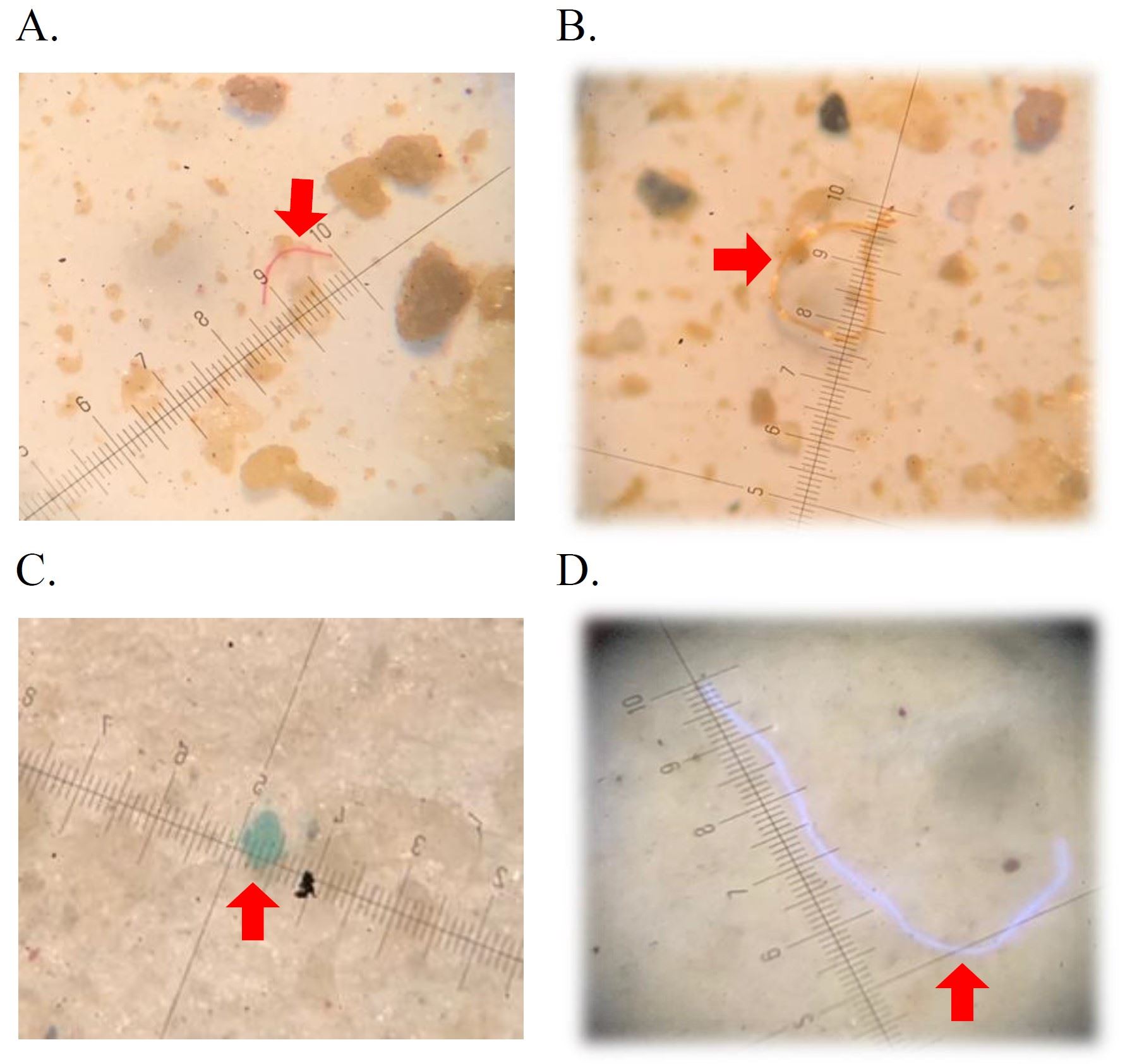顯微鏡下所發現文蛤體內的塑膠微粒與纖維，圖中尺標為目鏡測微尺非真實比例尺。