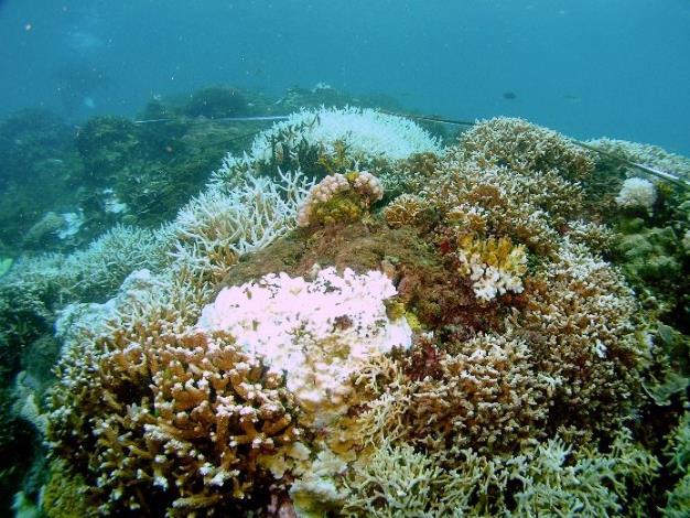 珊瑚面臨緊迫時會將體內的共生藻排出