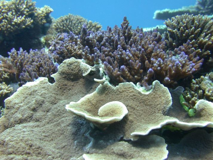 珊瑚礁擁有豐富的生物多樣性