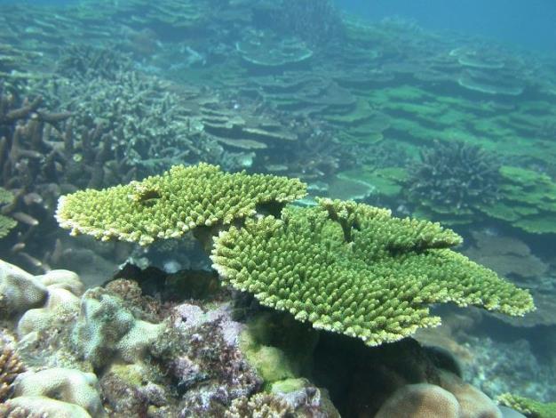 健康的珊瑚礁呈現紅、黃、綠、藍、紫等各種美麗的色彩