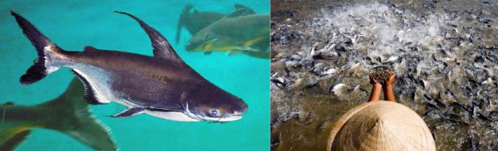 低眼巨鯰又稱低眼無齒𩷶、虎頭鯊、鯊魚鯰，是東南亞地區的重要養殖物種