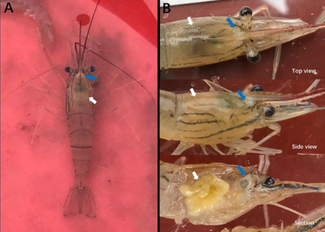 泰國蝦感染DIV1後的臨床症狀。A：水中病蝦的整體外觀；B：頭胸部特寫。藍色箭頭表示在頭胸甲內額角的基部出現白化區域；白色箭頭為萎縮、褪色和泛黃的肝胰腺