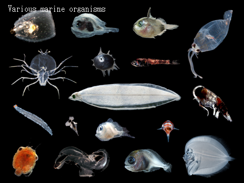該航次中，大型浮游生物網所採獲的各種海洋生物，圖中間為柳葉鰻 (Katsumi Tsukamoto 教授提供)