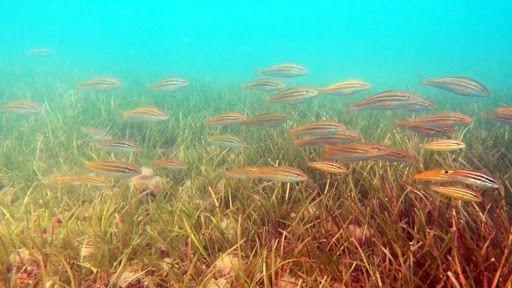 圖2、大倉灣海草復育區已成為海洋生物棲息與覓食的重要棲地