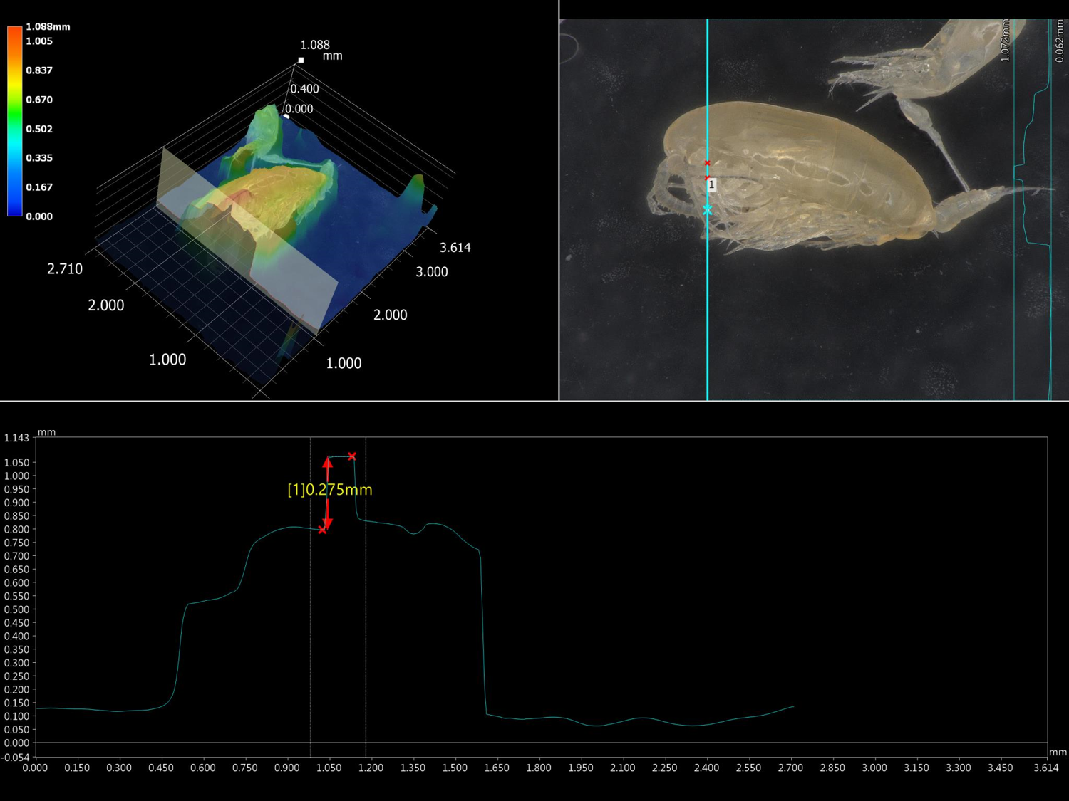 圖2、以數位顯微鏡3D拍攝及量測哲水蚤