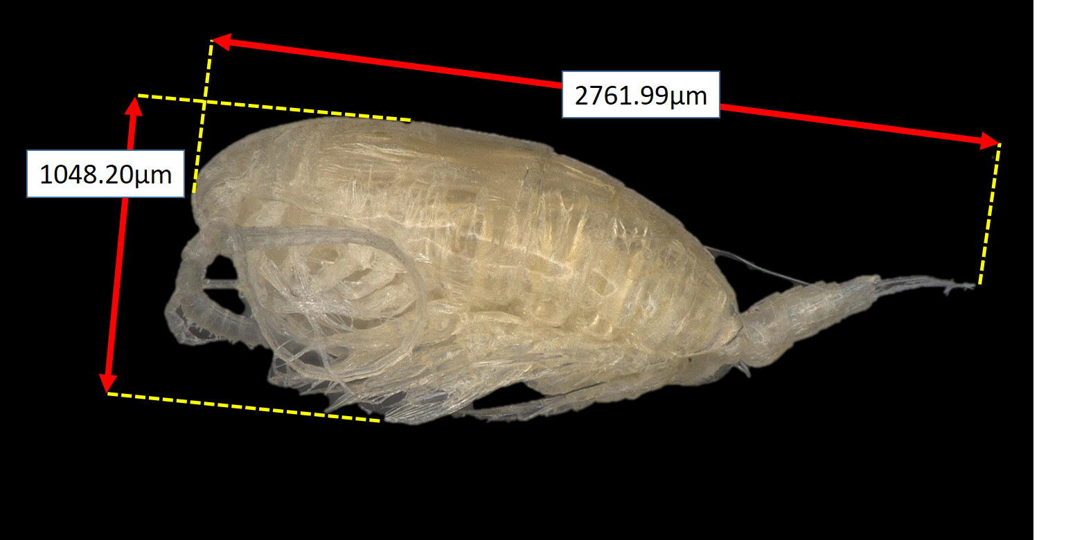 圖1、以數位顯微鏡2D拍攝及量測哲水蚤