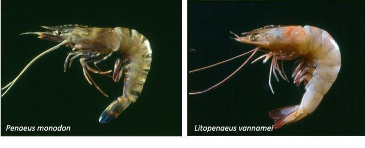 圖3、白蝦（右）目前是全球最重要的養殖蝦種，其產量約佔全球養殖蝦類總產量的八成以上