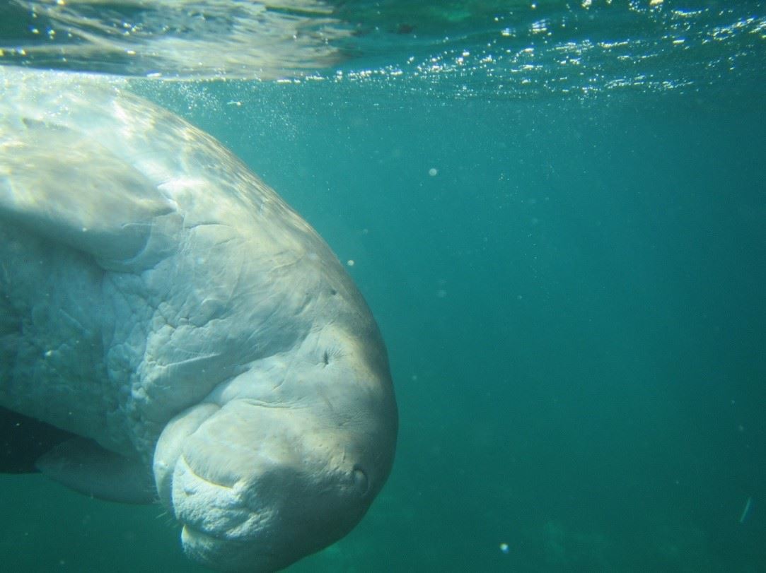 圖1、海牛目下儒艮科的儒艮（Dugong dugon）