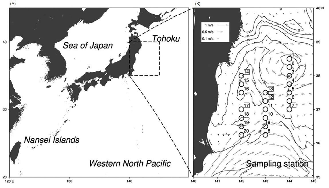 圖2、(A) 除了原先的西北太平洋 (南西諸島) 與日本海這兩個主要產卵場外，在日本東北近海之黑潮、親潮匯流處發現新的太平洋黑鮪產卵場；(B) Tanaka研究團隊在日本東北近海設置了20個測站，結果在其中6個測站 (方框者) 採到12尾黑鮪仔魚 (引用自Tanaka et al., 2018)