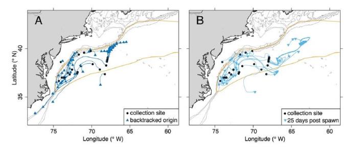 圖2、黑鮪Slope Sea產卵場(A)原始產卵地點；(B)孵化後25天內漂流移動軌跡模擬圖 (引用自Hernández et al., 2022)