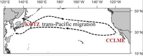 圖1、黑鮪生活史中可能經歷明顯湧升流的水域，分別為西北太平洋的黑潮親潮匯流(Kuroshio-Oyashio Transition Zone，KOTZ) 水域，以及東太平洋的加利福尼亞洋流大海洋生態系(California Current Large Marine Ecosystem，CCLME)水域，網狀區域為黑鮪的西北太平洋(南西諸島)產卵場及日本海產卵場(修改自Shiao et al., 2021)