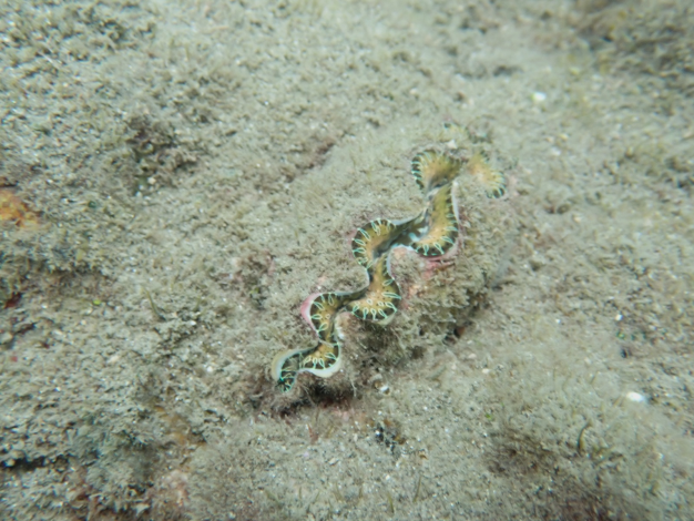 圖3、110年發現之新生幼蛤，殼長由3 cm成長至5 cm