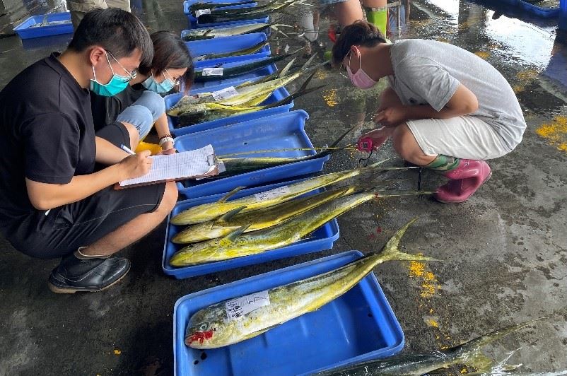 至新港漁市場進行鬼頭刀漁獲形質量測記錄