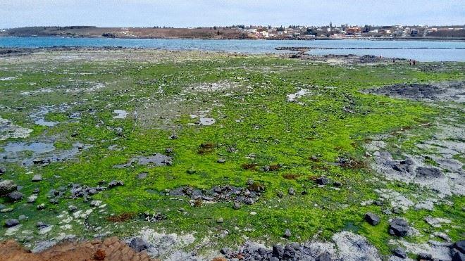 圖3、每年12月到隔年3月是澎湖青海菜的季節，綠藻長滿潮間帶（拍攝於澎湖西嶼池西虎目滬附近）