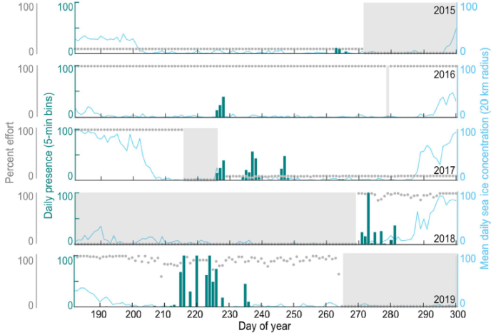 圖2、2015至2019年間，在巴芬灣水域的抹香鯨錄音(藍綠色)及海冰(淺藍色)出現的時間 (引用自N. Posdaljian et al., 2022)。