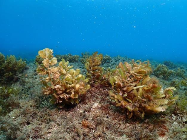 圖4、棲息於水下之馬尾藻