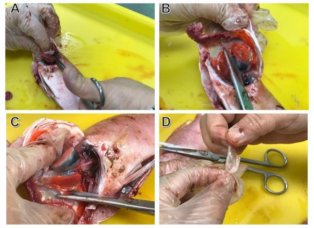 圖2、中翼骨取出流程。A：鰓絲及鰓耙剪開清除；B、C：眼眶下緣位置剪開從內部取出中翼骨；D：完整取出中翼骨