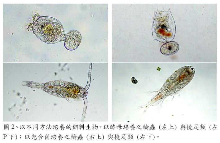 圖2、以不同方法培養的餌料生物。以酵母培養之輪蟲 (左上) 與橈足類 (左下)；以光合菌培養之輪蟲 (右上) 與橈足類 (右下)。