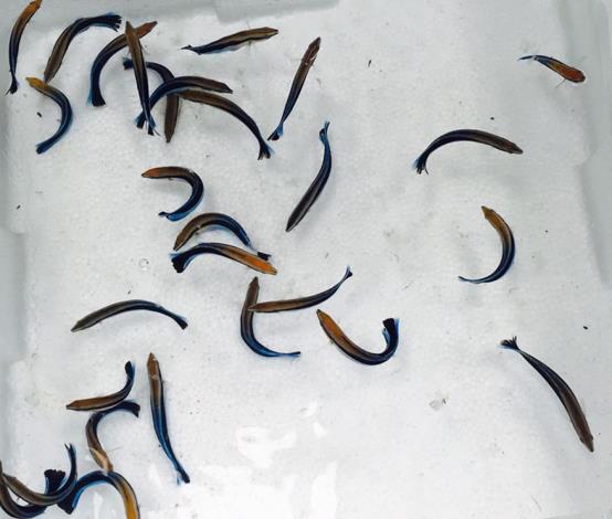 被稱為魚醫生的裂唇魚 可控制魚蝨及貝尼登吸蟲  感染