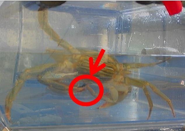 鋸緣青蟹排泄時步足將排泄物往前推送離開身體