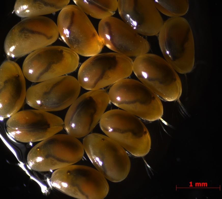 圖1、貝蚤外型常為腎形或卵形