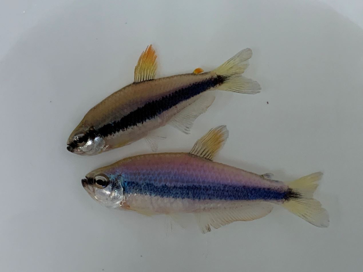 成熟的藍國王燈種魚 (上雌下雄)