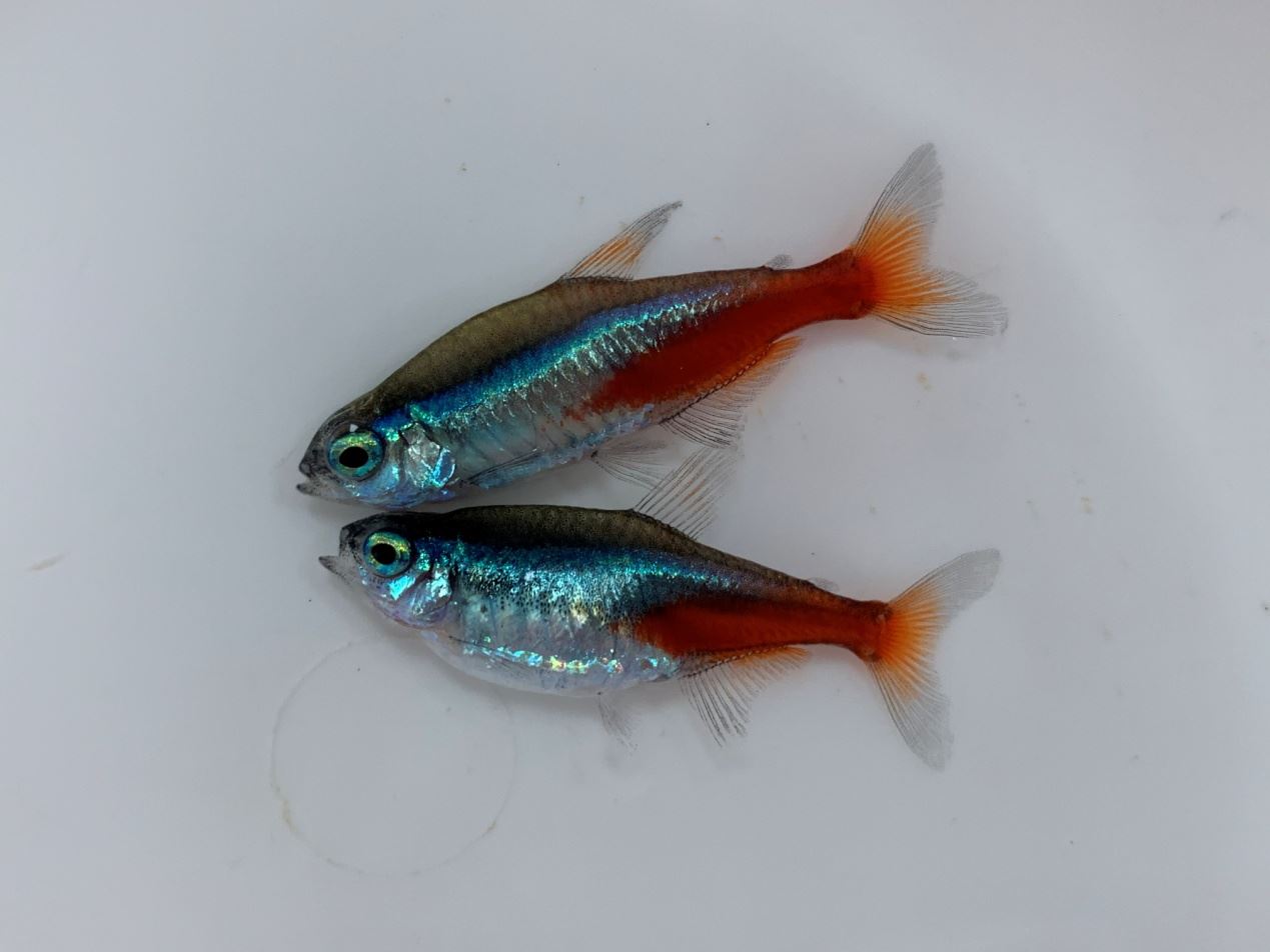 成熟的日光燈種魚 (上雄下雌)