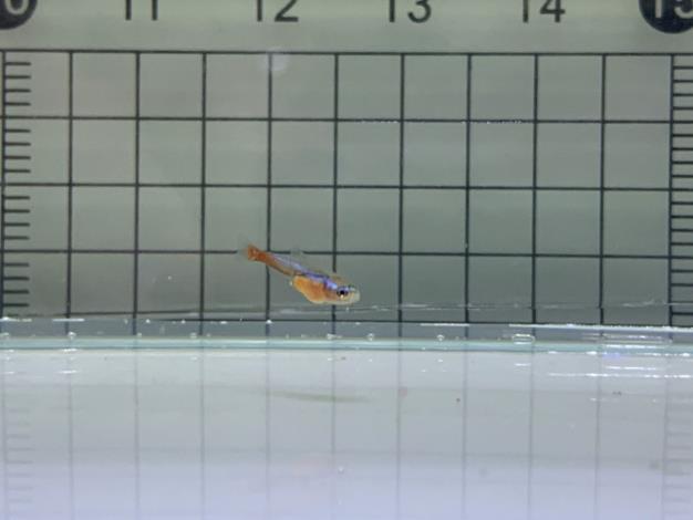 孵化22天的日光燈仔魚，腹部後半至尾柄處出現紅色色澤