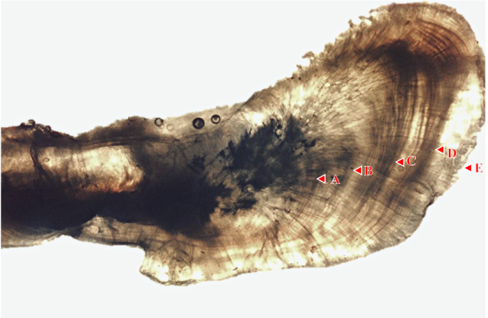 圖2、本研究觀測之南海帶魚的耳石切面