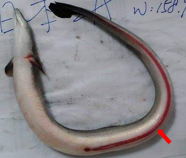 圖1、被A. hydrophila感染之病鰻，其特徵為赤鰭(如箭頭所示) (2)