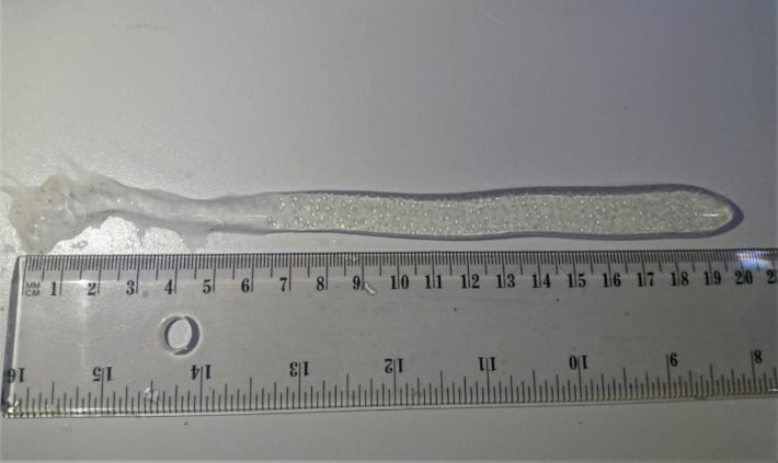 圖3、卵鞘為長指狀、透明乳白色的膠狀體，其內包覆550–580顆卵粒，卵粒長徑約1.4–1.5 mm