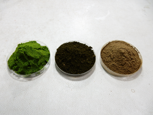 圖1、無根萍(Wolffia globose)鮮品(左)、乾品(中)及乾燥粉碎浮萍粉(右)