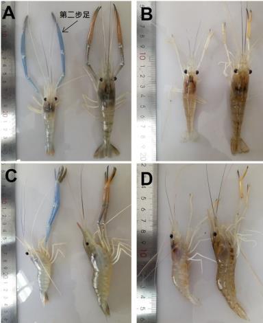 圖1、IPV感染羅氏沼蝦的外觀型態表現。圖1A 和圖1C為雄性羅氏沼蝦，圖1B 和圖1D為雌性羅氏沼蝦，受IPV感染的羅氏沼蝦為左，對照組為右 (引用自Dong et al., 2021)