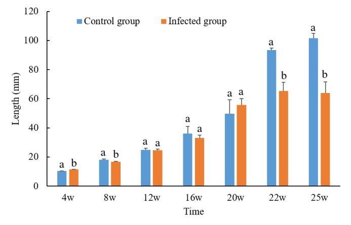 圖2、感染組和對照組中羅氏沼蝦不同週齡的平均體長(引用自Dong et al., 2021).tif
