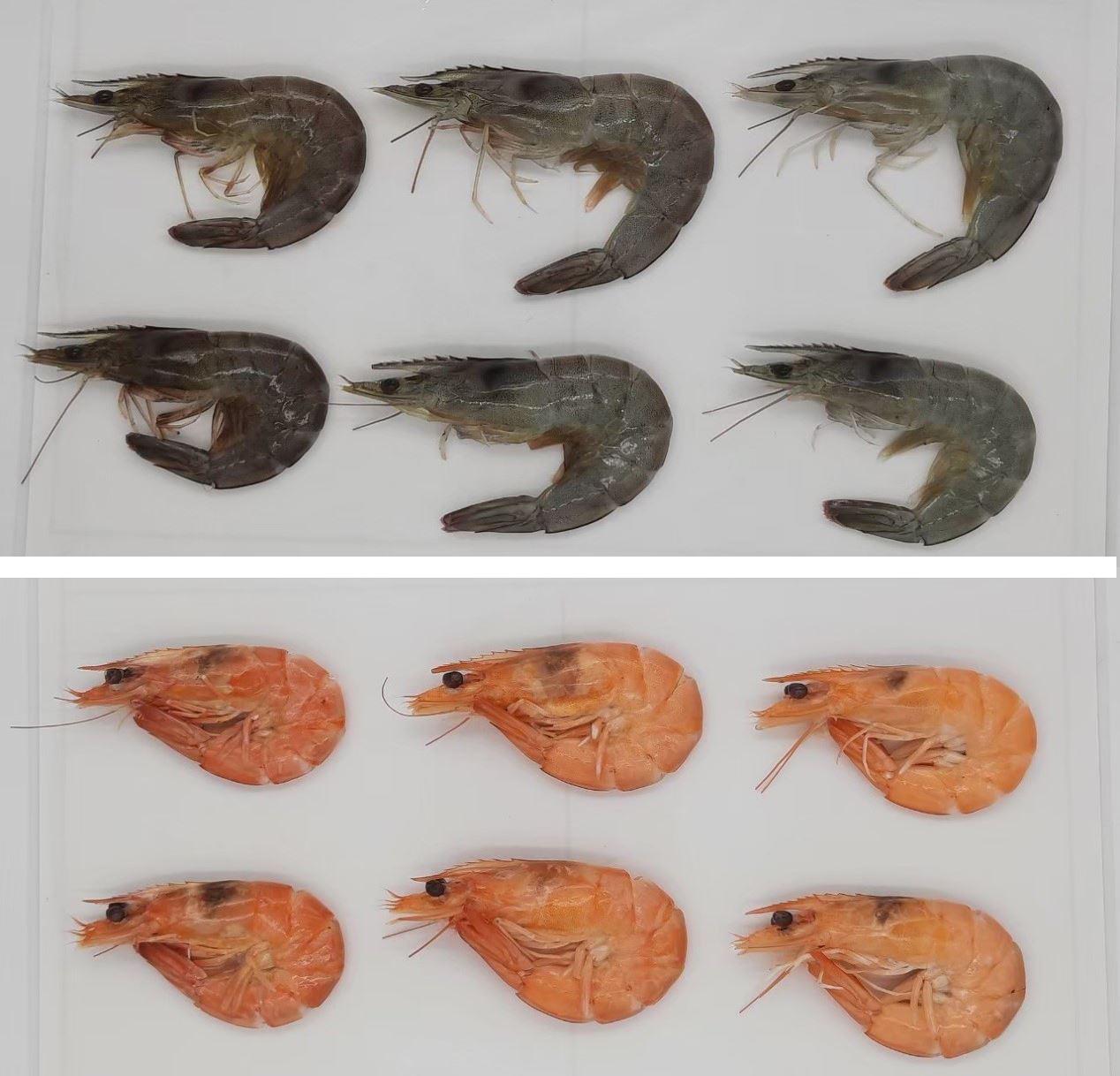 未遮蔽（左）、遮蔽（右）以及投餵本中心改良飼料（中）的養殖白蝦體色與烹煮後的呈色比較