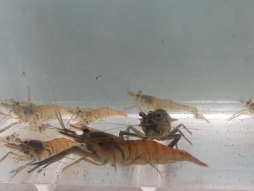 粗糙沼蝦體色多變，屬終身陸封型淡水蝦，因體型較大，具食用價值