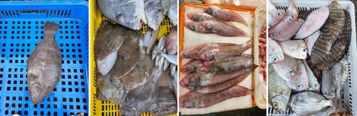 臺灣周邊海域常見的鰈形目魚類。左起大口鰜、斑鮃、舌鰨、條鰨